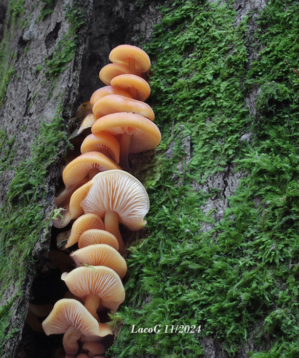 plamienka Flammulina sp.