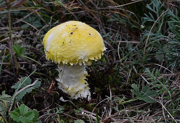 vločkovka žltozelená Floccularia luteovirens (Alb. & Schwein.) Pouzar