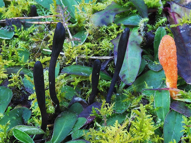 jazýček Geoglossum sp.