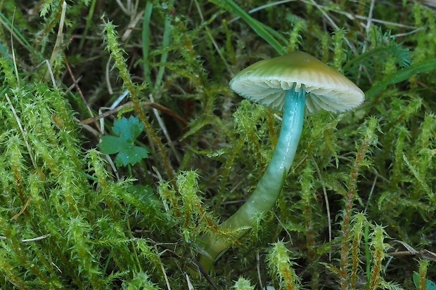 lúčnica žltozelená Gliophorus psittacinus (Schaeff.) Herink