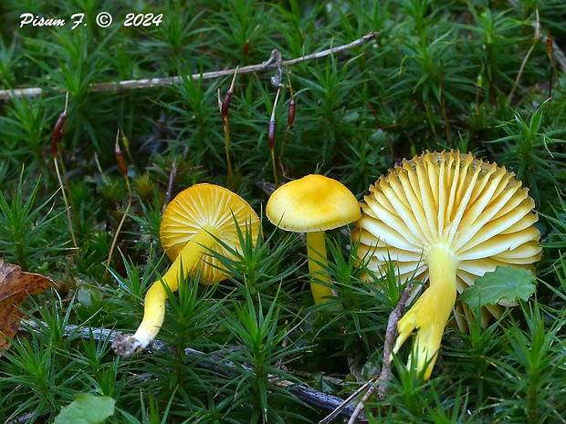 lúčnica vosková Hygrocybe ceracea (Wulfen) P. Kumm.