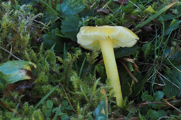 lúčnica citrónovožltá Hygrocybe chlorophana (Fr.) Wünsche