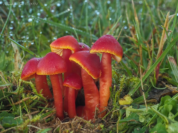 lúčnica šarlátová Hygrocybe coccinea (Schaeff.) P. Kumm.