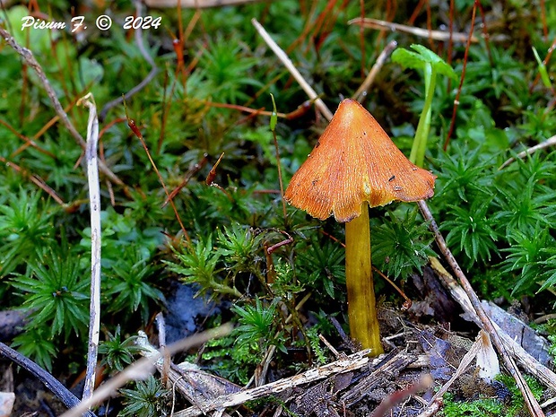 lúčnica kužeľovitá Hygrocybe conica (Schaeff.) P. Kumm.