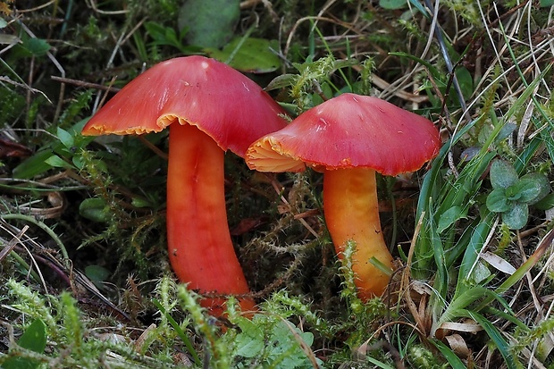 lúčnica nádherná Hygrocybe splendidissima (P.D. Orton) M.M. Moser