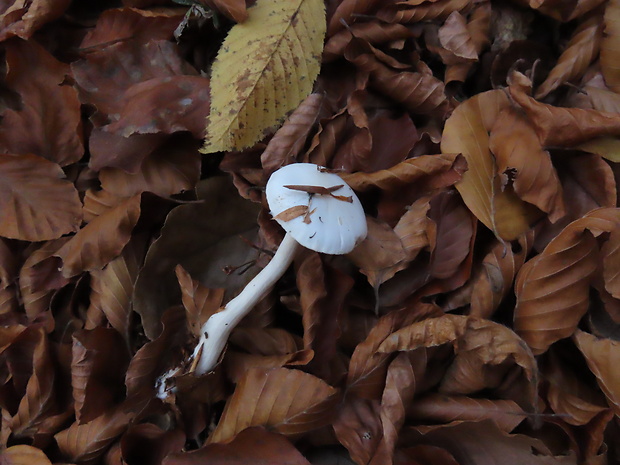 šťavnačka slonovinová Hygrophorus eburneus (Bull.) Fr.