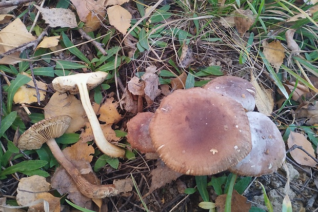 vláknica Inocybe sp.