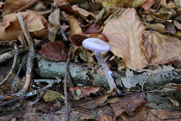 lakovka ametystová Laccaria amethystina (Huds.) Cooke