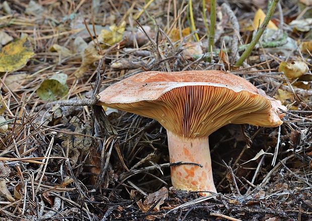 rýdzik pravý Lactarius deliciosus (L.) Gray