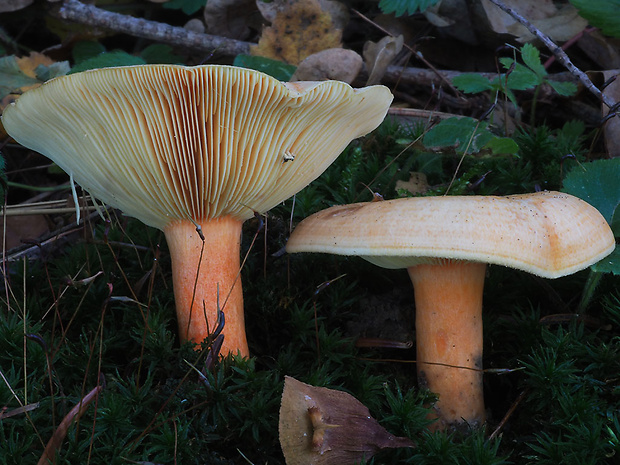 rýdzik jedľový Lactarius salmonicolor R. Heim & Leclair