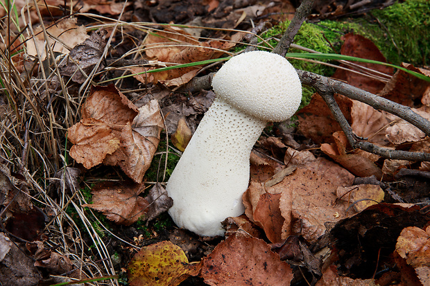 rozpadavec stopkatý Lycoperdon excipuliforme (Scop.) Pers.