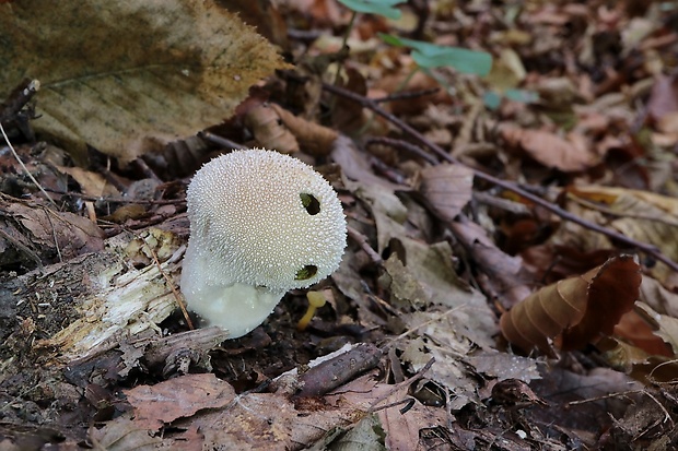 prášnica bradavičnatá Lycoperdon perlatum Pers.