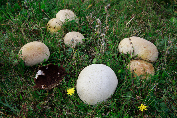 rozpadavec dlabaný Lycoperdon utriforme Bull.