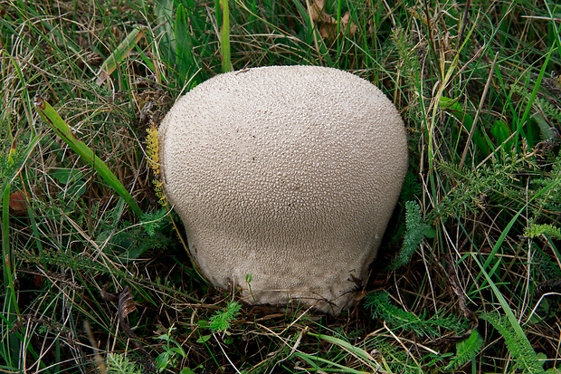 rozpadavec dlabaný Lycoperdon utriforme Bull.