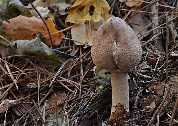 bedľa štíhla Macrolepiota mastoidea (Fr.) Singer