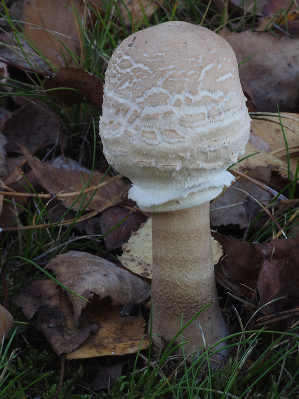 bedľa vysoká Macrolepiota procera (Scop.) Singer