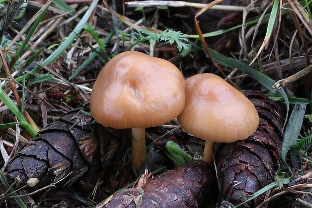 tanečnica poľná Marasmius oreades (Bolton) Fr.