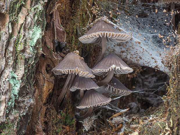 prilbička chlórová Mycena stipata Maas Geest. & Schwöbel