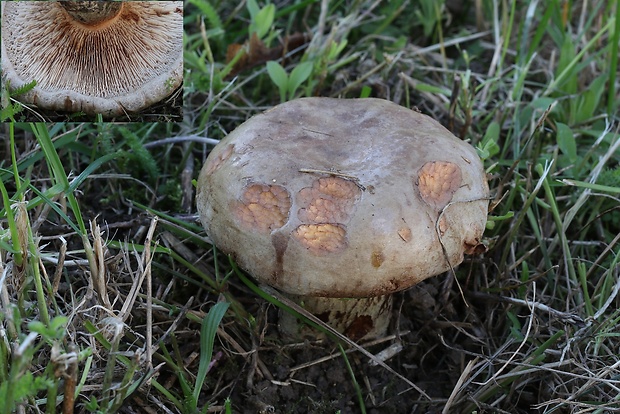 čechračka parková Paxillus vernalis Watling