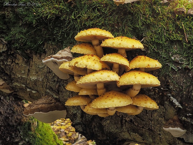 šupinovka slizká Pholiota adiposa (Batsch) P. Kumm.