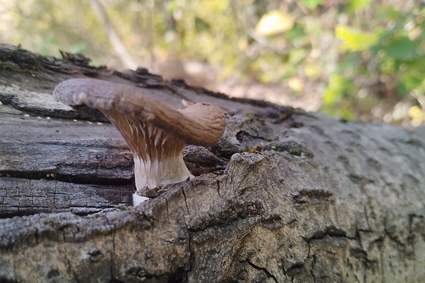 hliva ustricovitá Pleurotus ostreatus (Jacq.) P. Kumm.