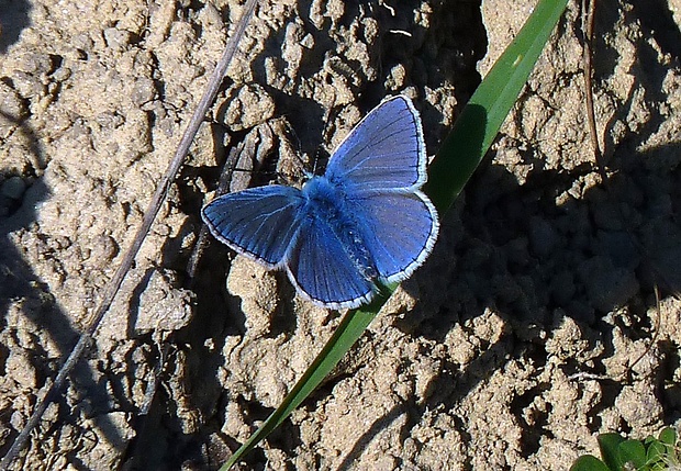 modráčik obyčajný Polyommatus icarus