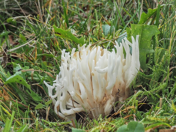 pastrapačka Ramariopsis robusta Matouš & Holec