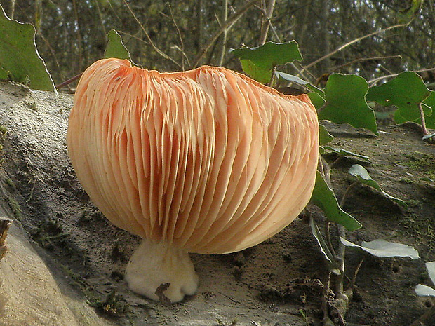 červenáčik obyčajný Rhodotus palmatus (Bull.) Maire