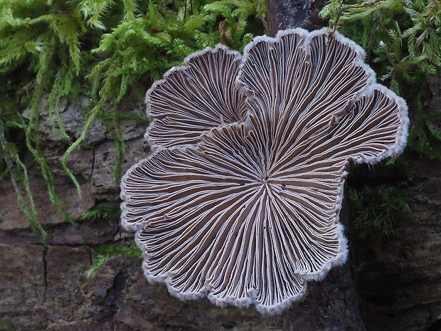 klanolupeňovka obyčajná Schizophyllum commune Fr.