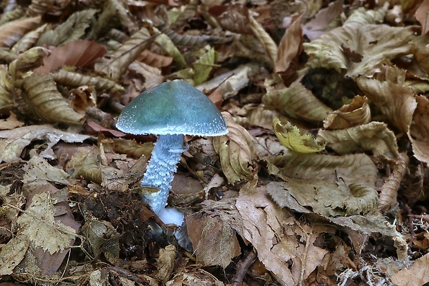 golierovka zelenomodrá Stropharia caerulea Kreisel