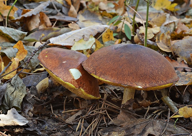 masliak obyčajný Suillus luteus (L.) Roussel