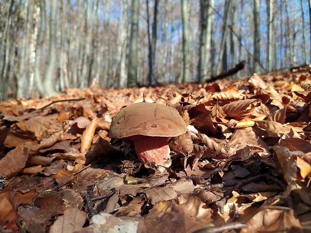 hríb zrnitohlúbikový Sutorius luridiformis (Rostk.) G. Wu & Zhu L. Yang