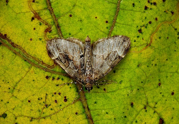 piadivka premenlivá Thera variata