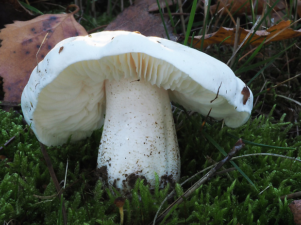 čírovka hodvábna Tricholoma columbetta (Fr.) P. Kumm.