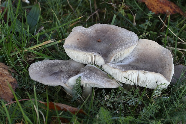 čírovka sivookrová Tricholoma scalpturatum (Fr.) Quél.