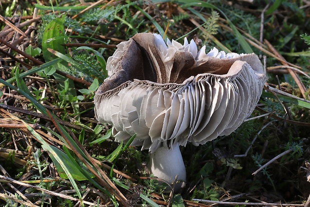 čírovka zemná Tricholoma terreum (Schaeff.) P. Kumm.