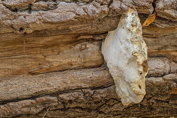 tvarohovec Tyromyces sp.