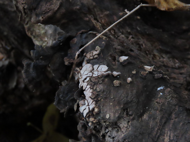 rozpukanec obyčajný Xylobolus frustulatus (Pers.) Boidin