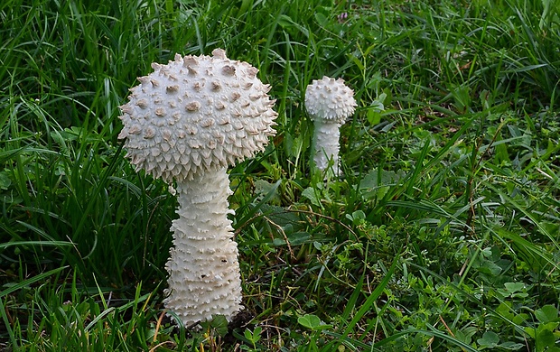 muchotrávka Vittadiniho Amanita vittadinii (Moretti) Vittad.