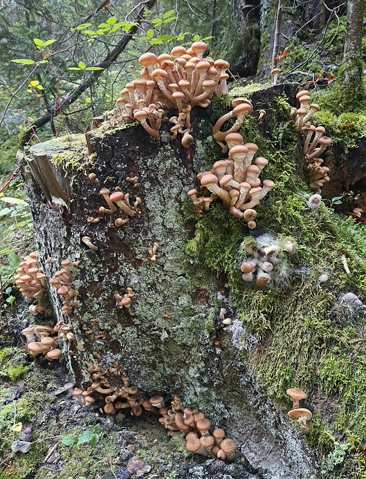 podpňovka tmavá Armillaria ostoyae (Romagn.) Herink