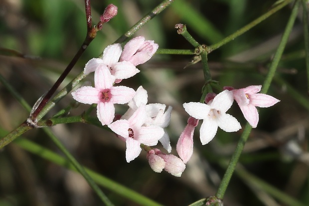 marinka psia Asperula cynanchica L.