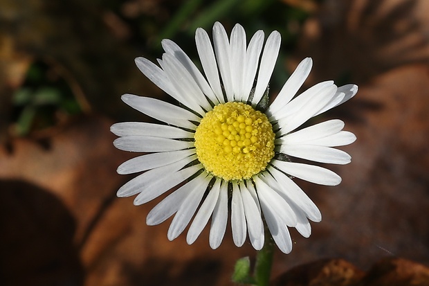 sedmokráska obyčajná Bellis perennis L.