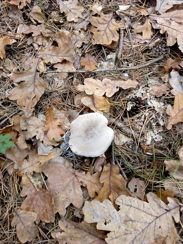 strmuľka inovaťová  (2) Clitocybe nebularis (Batsch) P. Kumm.