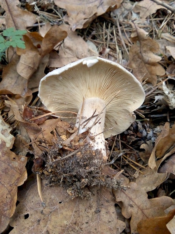 strmuľka inovaťová Clitocybe nebularis (Batsch) P. Kumm.