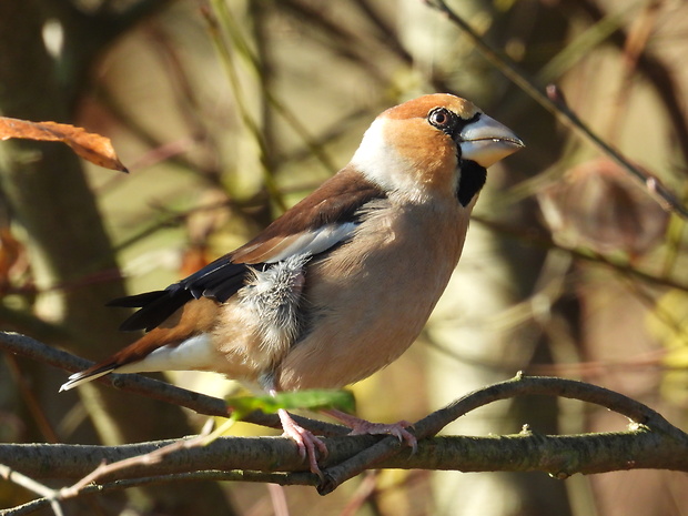 glezg hrubozobý Coccothraustes coccothraustes