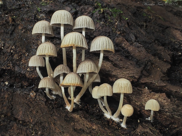 hnojník rozsiaty Coprinellus disseminatus (Pers.) J.E. Lange