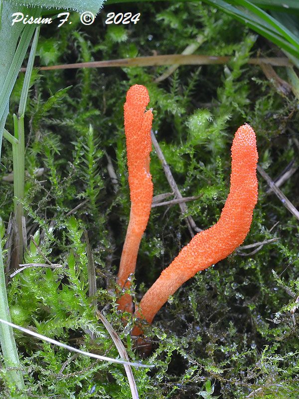 žezlovka hmyzová Cordyceps militaris (Fr.) Link