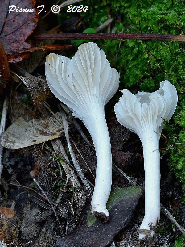 lúčnica snehobiela Cuphophyllus virgineus (Wulfen) Kovalenko