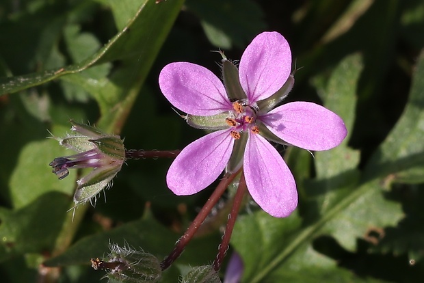 bociannik rozpukovitý Erodium cicutarium (L.) L