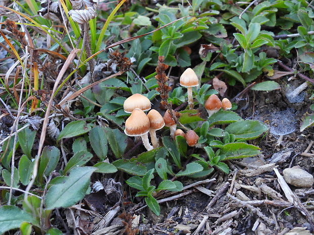 kapucňovka okrovohnedastá Galerina marginata (Batsch) Kühner